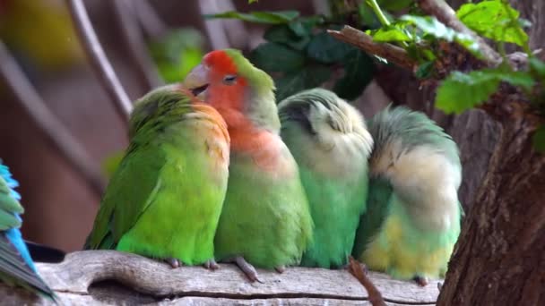 Маленький папуга в національному парку — стокове відео