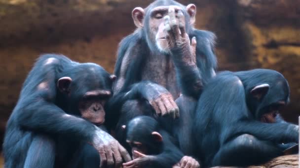 Schimpansen im Zoo — Stockvideo