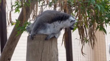 sevimli Lemur maymun Hayvanat Bahçesi'nde