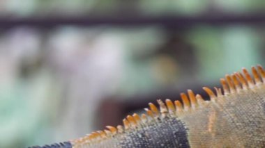 Hayvanat bahçesinde Tenerife büyük Iguana