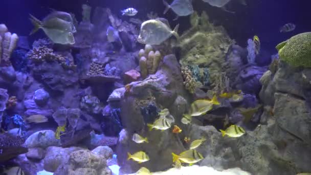 monde sous-marin - mer, océan, poissons, corail 