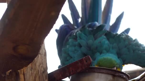 Ара parrotclose вгору — стокове відео