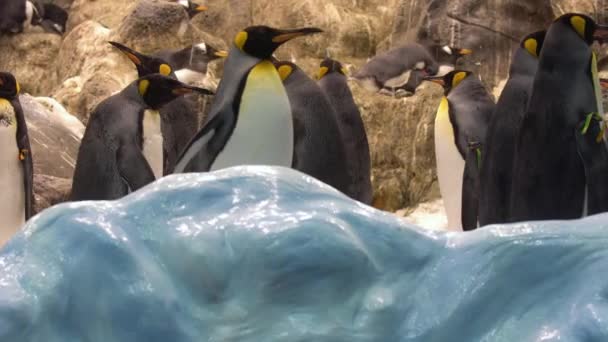 Pinguinos en el zoológico — Vídeo de stock