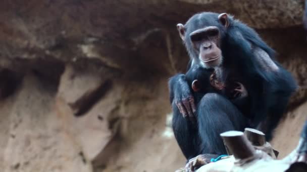 Шимпанзе в зоопарку — стокове відео