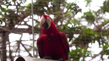 Ara parrotclose kadar