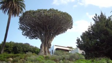 Tenerife adasındaki en eski dragon tree yakınındaki yürüyüş