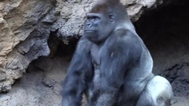 gümüş sırtlı goril büyük erkek