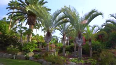 Tenerife Plam ağaçların altında yürüyüş