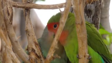 Ulusal parkta küçük papağan