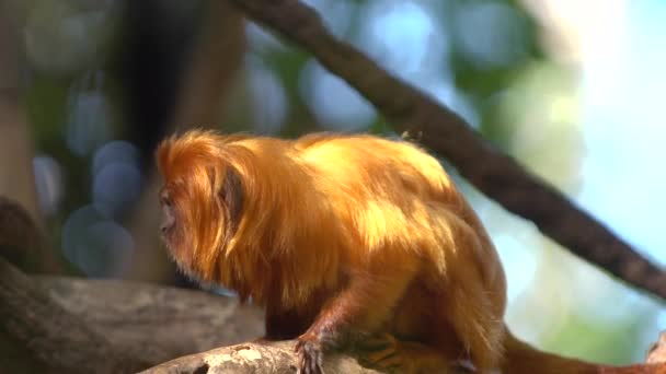 Mono lindo pelo rojo en el zoológico — Vídeo de stock