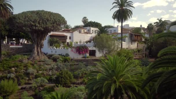 Caminando cerca del árbol de dragones más antiguo en Tenerife Island — Vídeo de stock