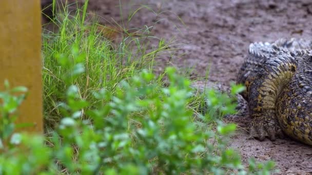 Крокодил отдыхает в национальном парке — стоковое видео