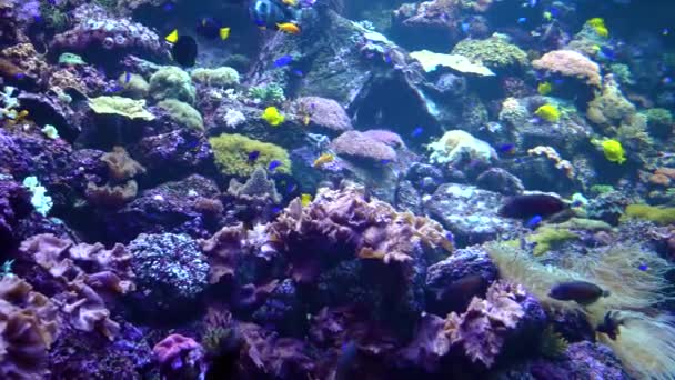 Underwater world - sea, ocean, fish, coral — Stock Video