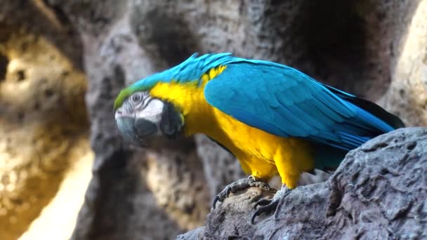 Ara parrotclose nahoru — Stock video