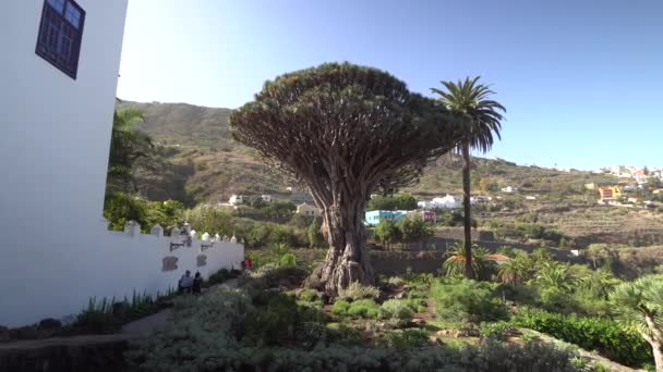 Walking near oldest dragon tree at Tenerife Island — Stock Video