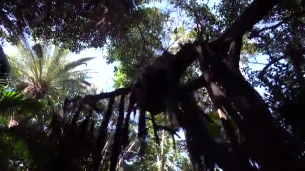 Vista sob as árvores no parque da selva — Vídeo de Stock