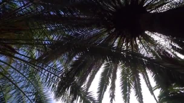 Вид под деревьями в парке — стоковое видео
