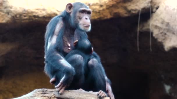 Chimpanzés no zoológico — Vídeo de Stock