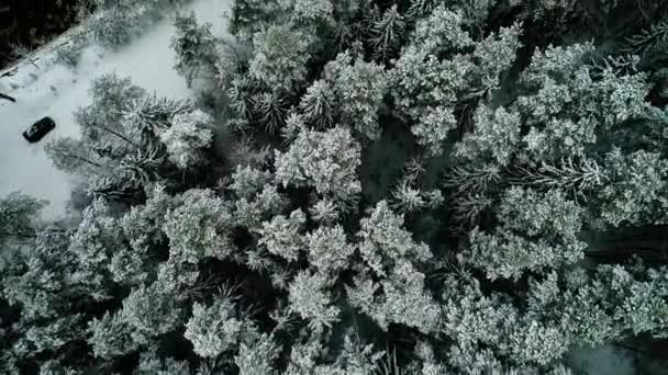 Luchtfoto van auto verplaatsen in winter forest — Stockvideo