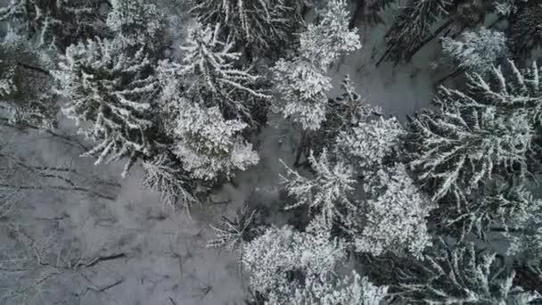A légi felvétel a havas téli erdő — Stock videók