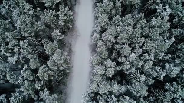 Vista aérea del bosque nevado de invierno — Vídeo de stock