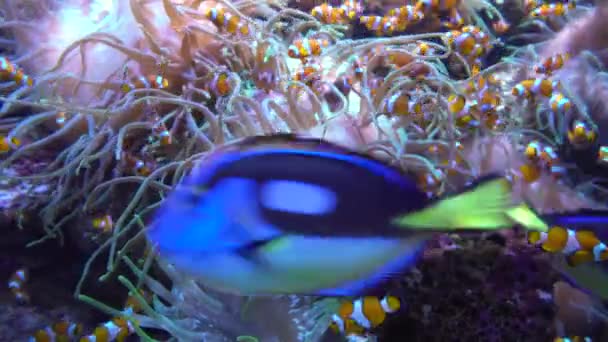 Underwater world - sea, ocean, fish, coral — Stock Video