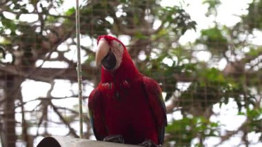 Ara parrotclose kadar