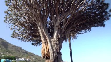 Tenerife adasındaki en eski dragon tree yakınındaki yürüyüş