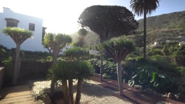 Tenerife adasındaki en eski dragon tree yakınındaki yürüyüş