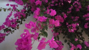 Kırmızı tropikal çiçek