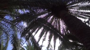 parkta ağaçların altında göster