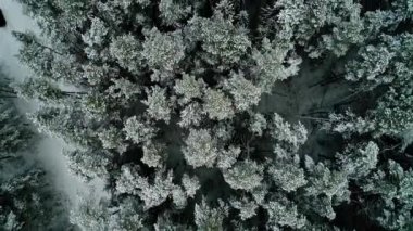 karlı kış orman havadan görünümü