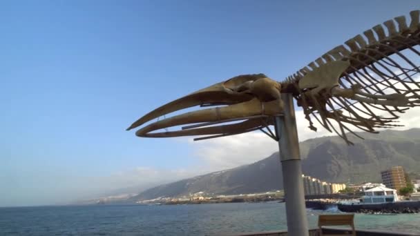 Skeleton of a whale at northen Tenerife — Stock Video