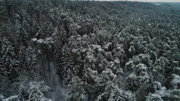 Vue aérienne de la forêt enneigée hivernale — Video