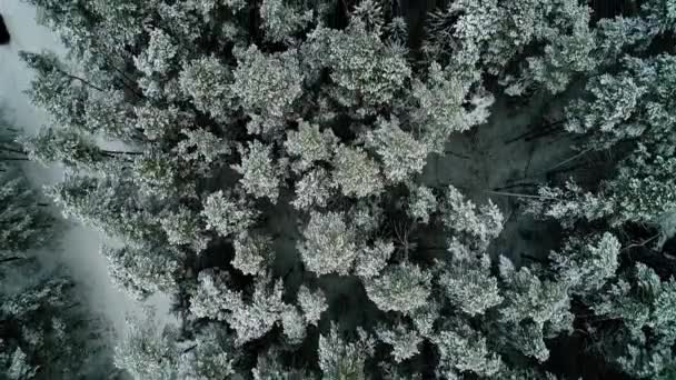 Aerial view of winter snowy forest — Stock Video