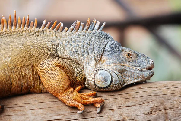 Brown Land Iguana Lying Branch Tropical Park — Stock Photo, Image