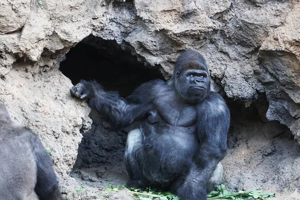 Nagy Gorilla Trópusi Park Barlang Közelében — Stock Fotó