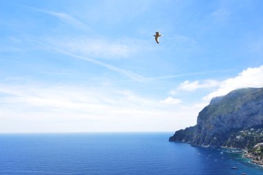 Mavi gökyüzü ve uçan martı görünümü