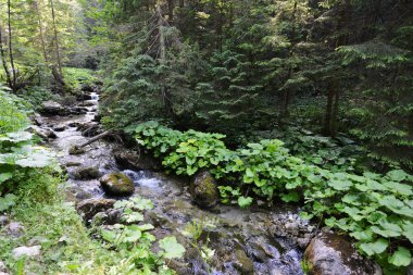 dağda akan su ile dere