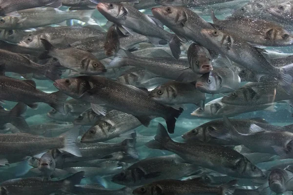 Vista Próxima Grupo Peixes Nadando Subaquático — Fotografia de Stock