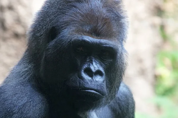 Portret Van Grote Gorilla Tropische Park — Stockfoto