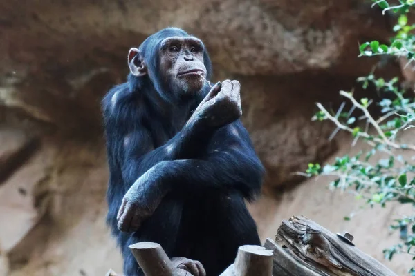 Gran Chimpancé Sentado Rama Parque Tropical —  Fotos de Stock