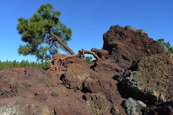 Mavi gökyüzü karşı ayıklanan ağaç görünümünü