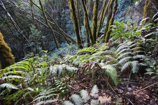 Árvores Grama Floresta Samambaias Floresta Montanha — Fotografia de Stock