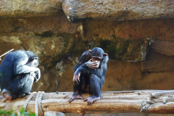 Grandes Chimpancés Sentados Rama Parque Tropical —  Fotos de Stock