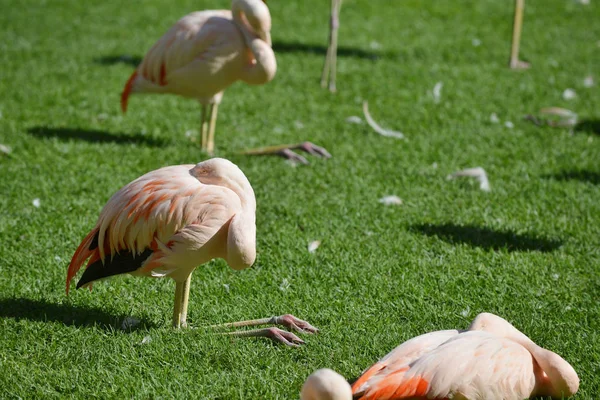 Pink Flamingo Walking Green Grass Park — Stock Photo, Image