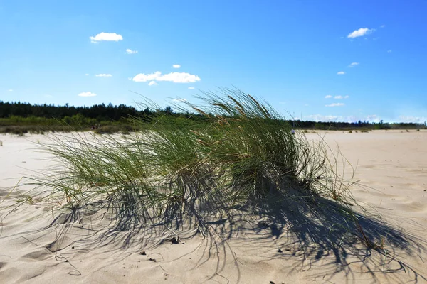Blå Himmel Över Sanddyner Med Växter Öken — Stockfoto