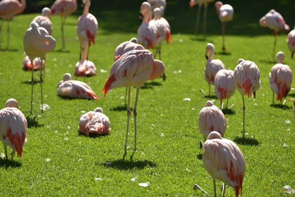 Flamingo Rosa Andando Grama Verde Parque — Fotografia de Stock