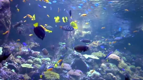 Mundo submarino - mar, océano, peces, coral — Vídeo de stock