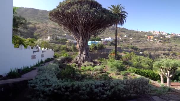 Walking near oldest dragon tree at Tenerife Island — Stock Video
